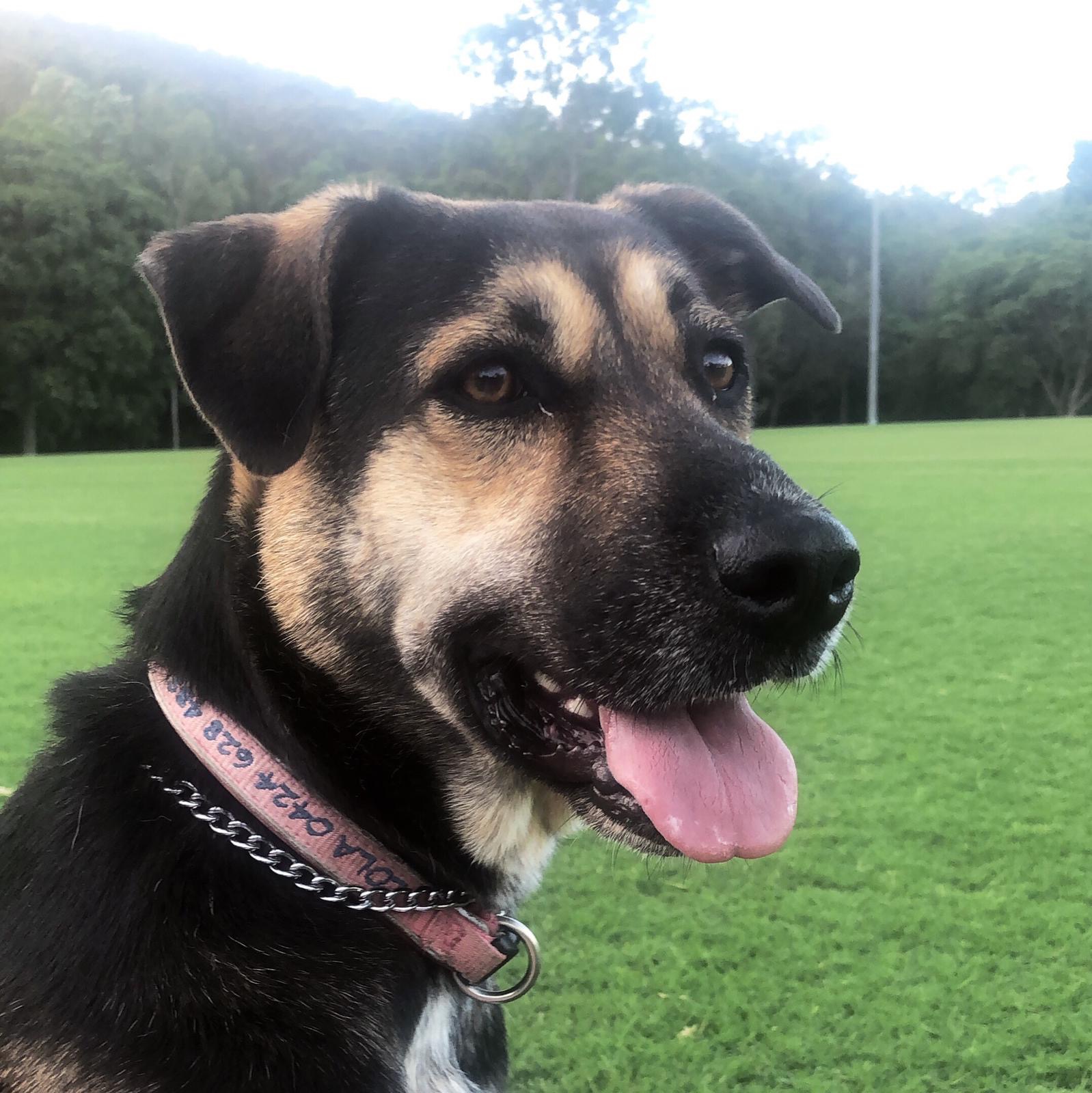 Lola 💕 Large Female Australian Cattle Dog x German Shepherd Mix Dog in QLD PetRescue