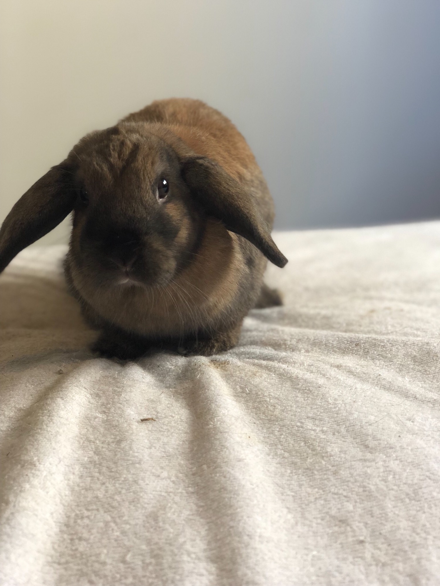 Aria Female Dwarf lop Rabbit in NSW PetRescue