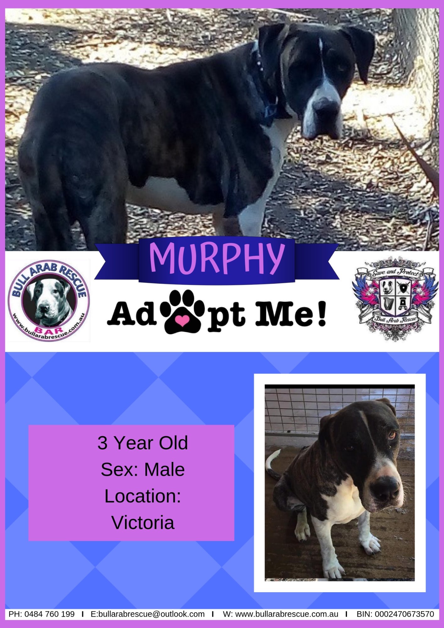 Murphy - Large Male Bull Arab x Great Dane x Rhodesian Ridgeback Mix Dog in  VIC - PetRescue