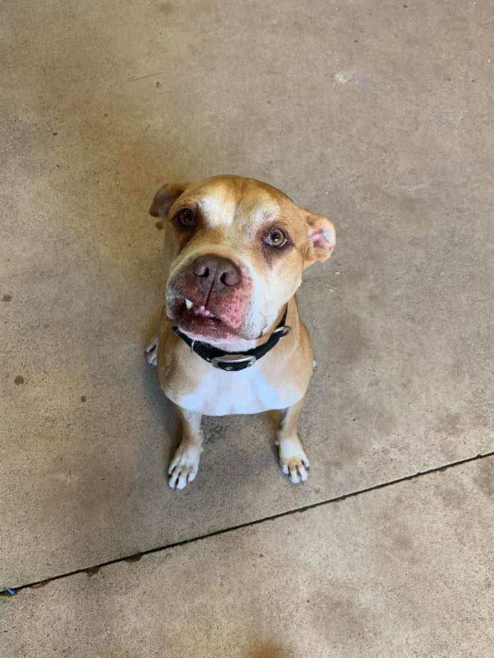 Staffy Rescue Adelaide
