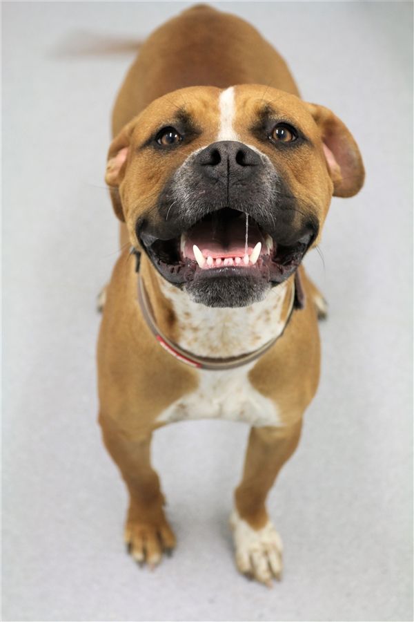Wallie Medium Male Boxer x Staffordshire Bull Terrier Mix Dog in NSW PetRescue