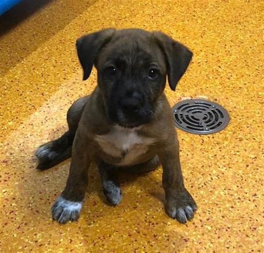 australian cattle dog boxer mix puppy australian cattle dog boxer mix puppy