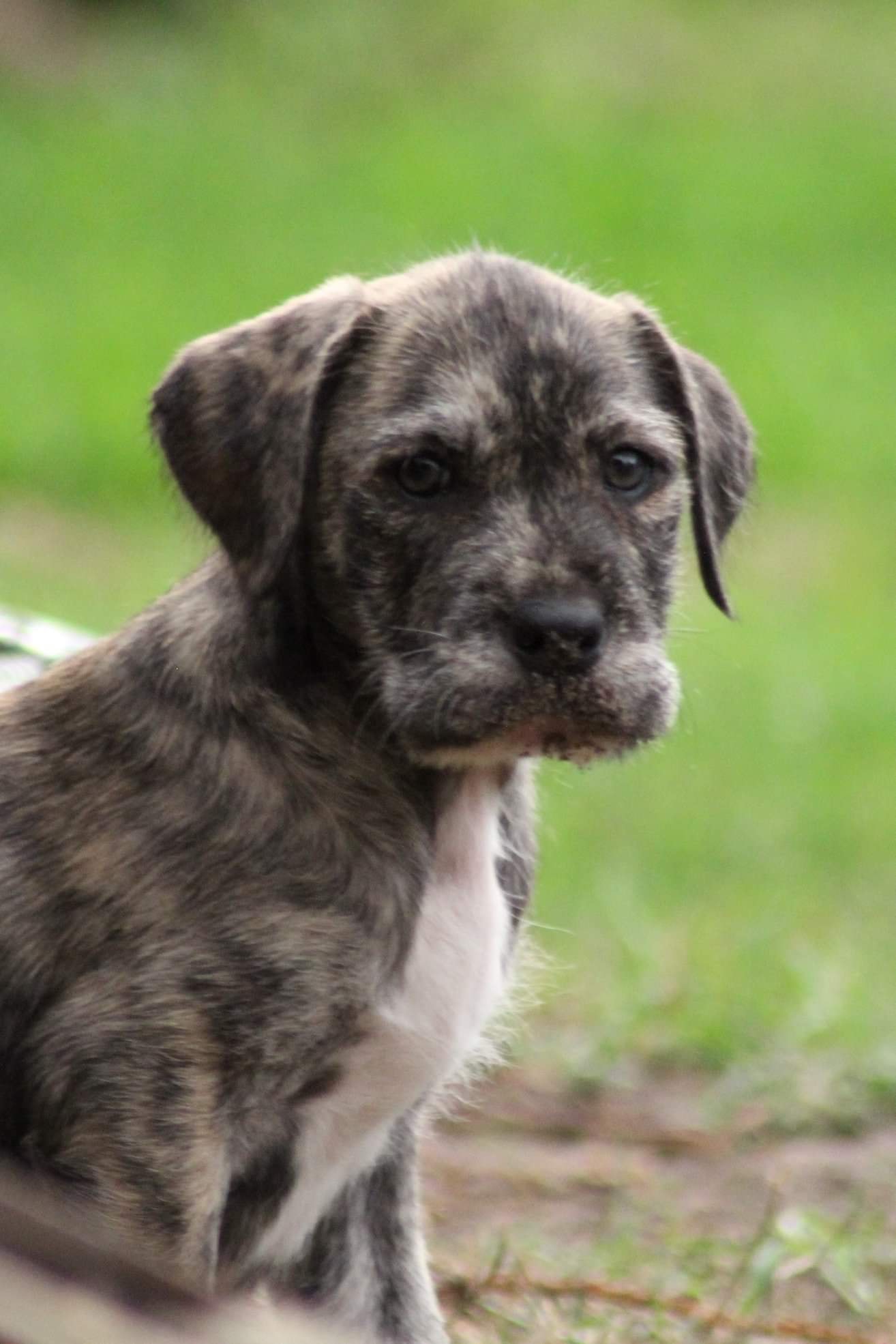 Sherbie Large Female Bull Arab x Irish Wolfhound Mix Dog in NSW PetRescue