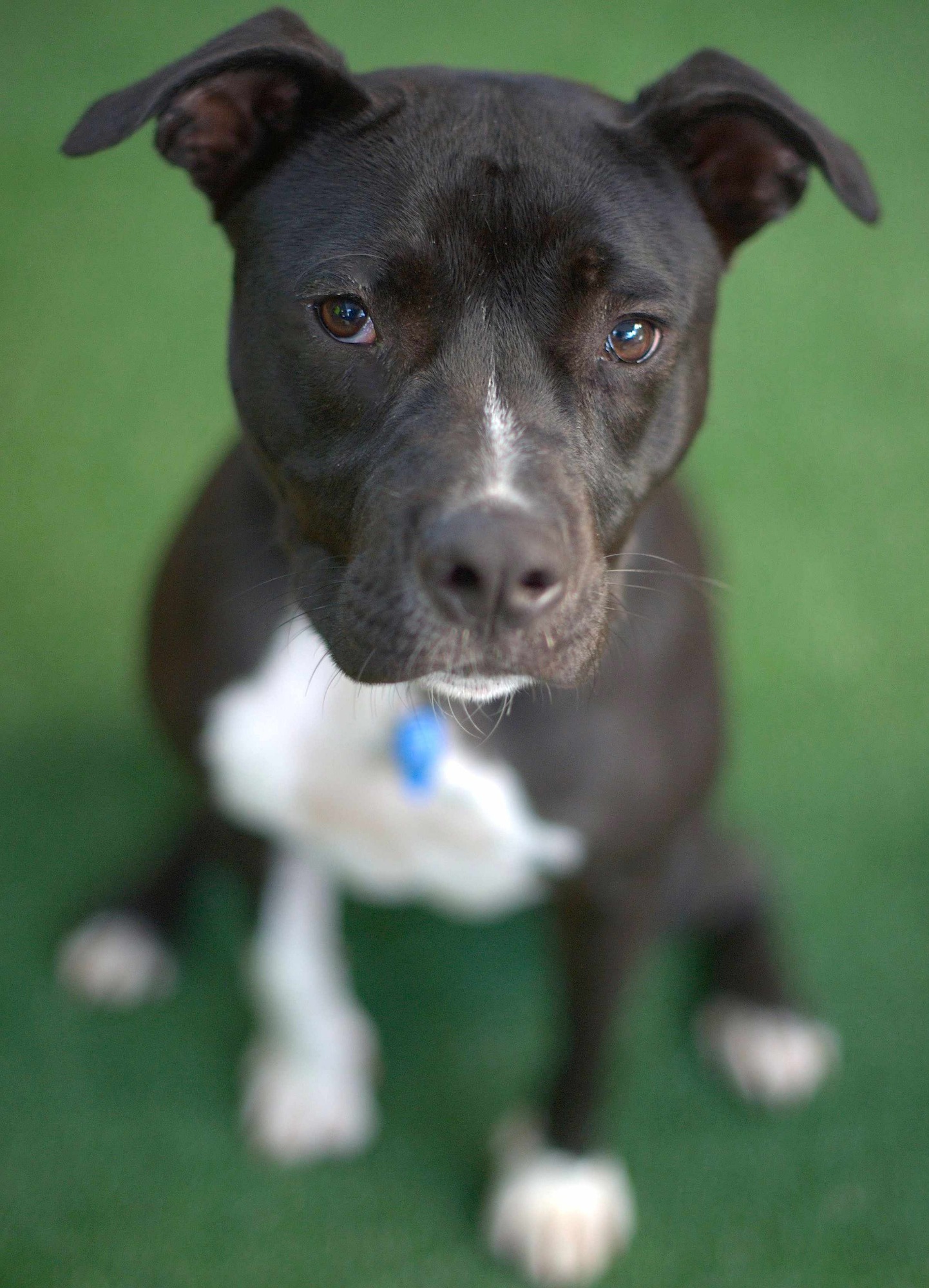 Working American Staffordshire Terrier Breeders Pic Bleumoonproductions