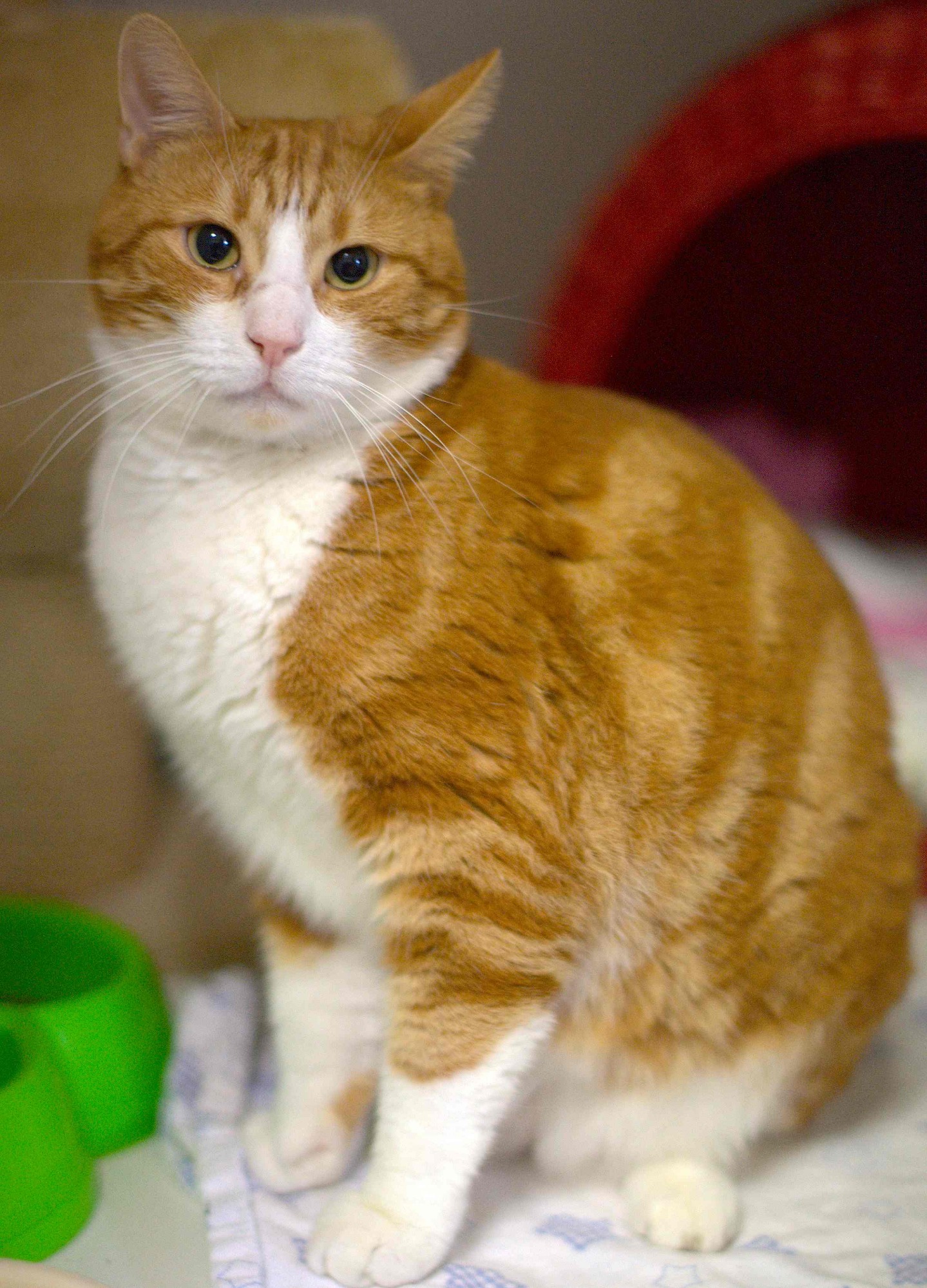Ginger Male Domestic Short Hair Cat in NSW PetRescue