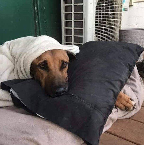 Tucker - Large Male Rhodesian Ridgeback Dog in WA - PetRescue