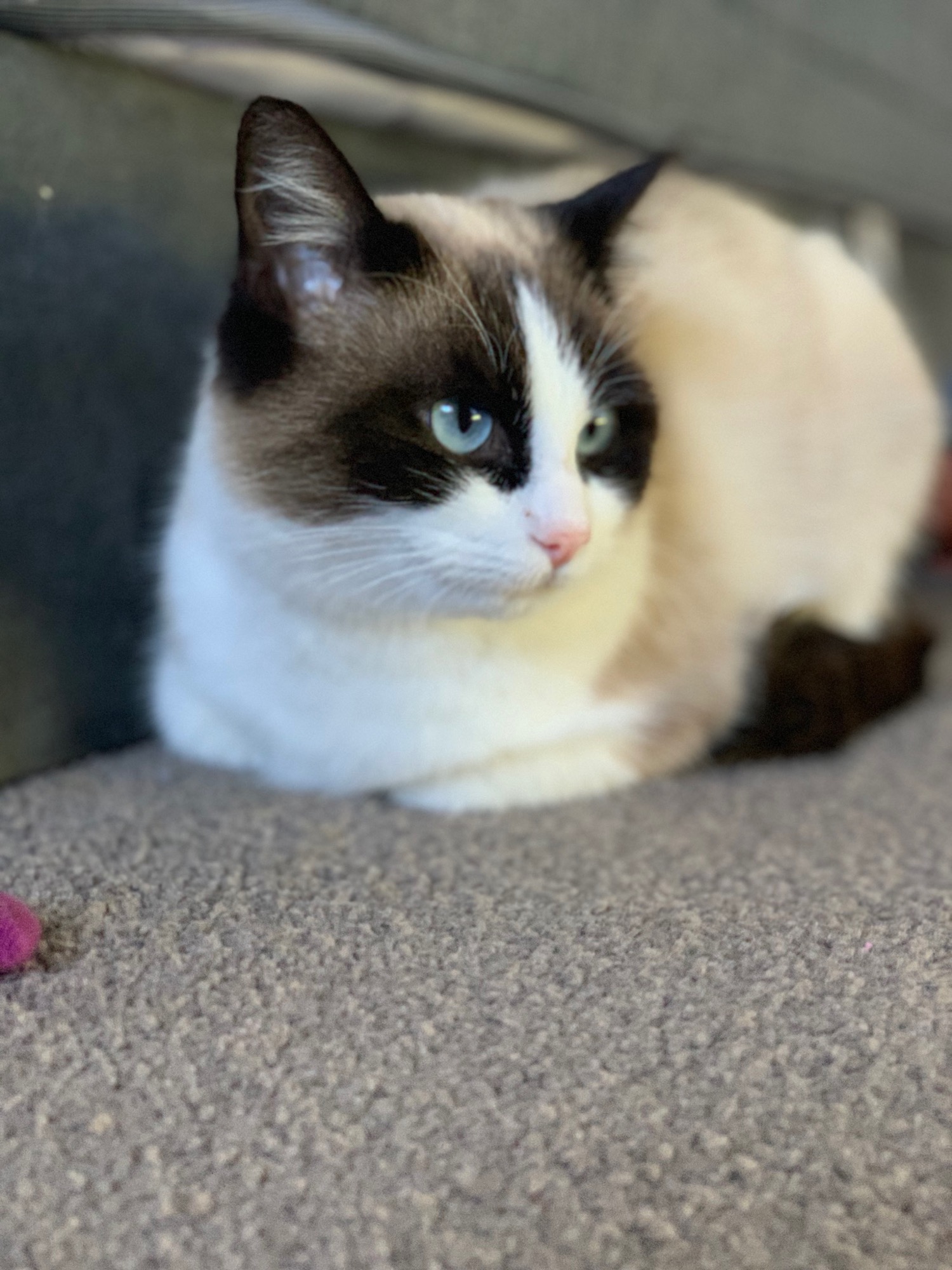 Maggie Female Snowshoe Cat in VIC PetRescue
