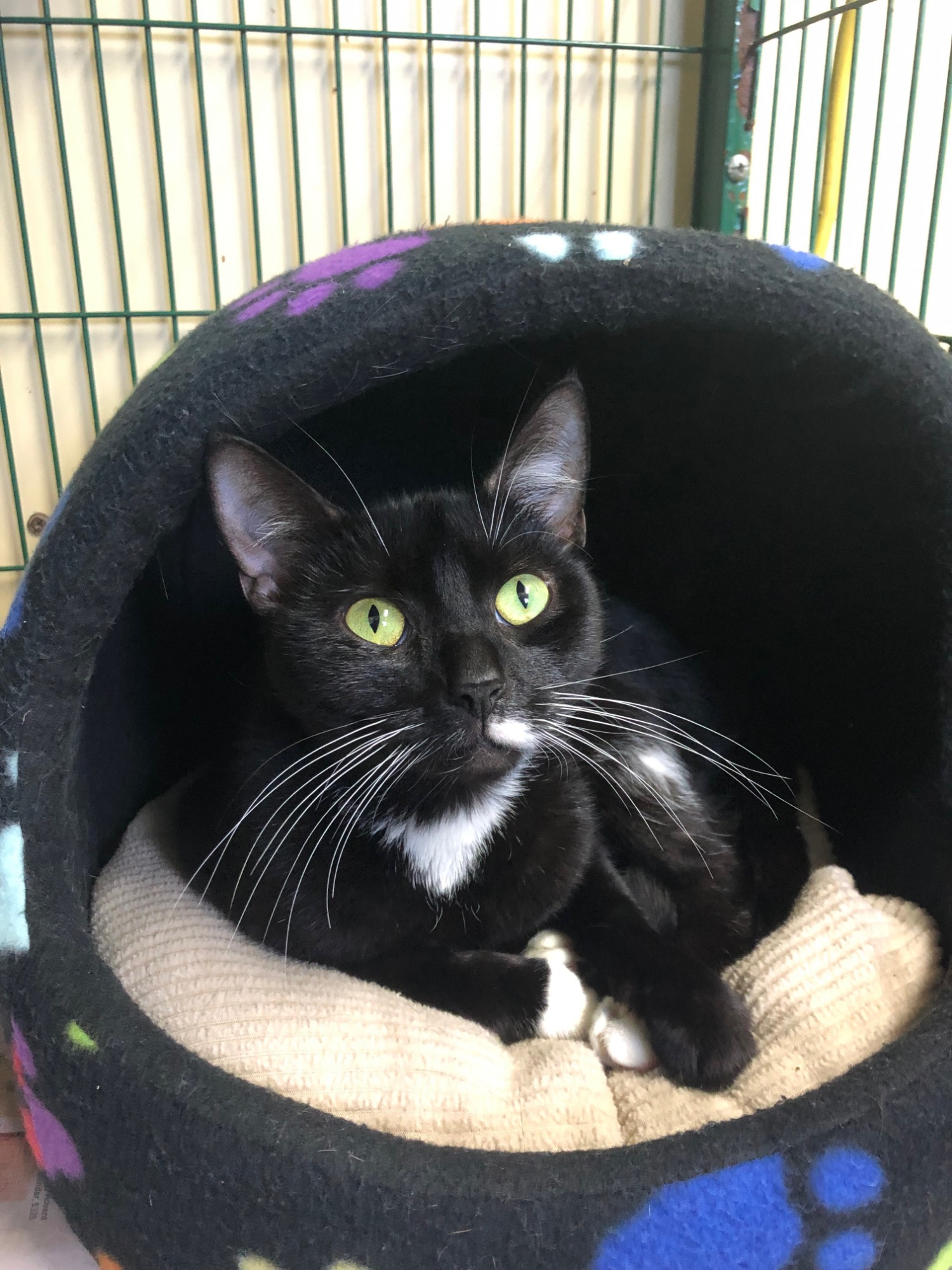 Short Hair Cat Shaved Pictures