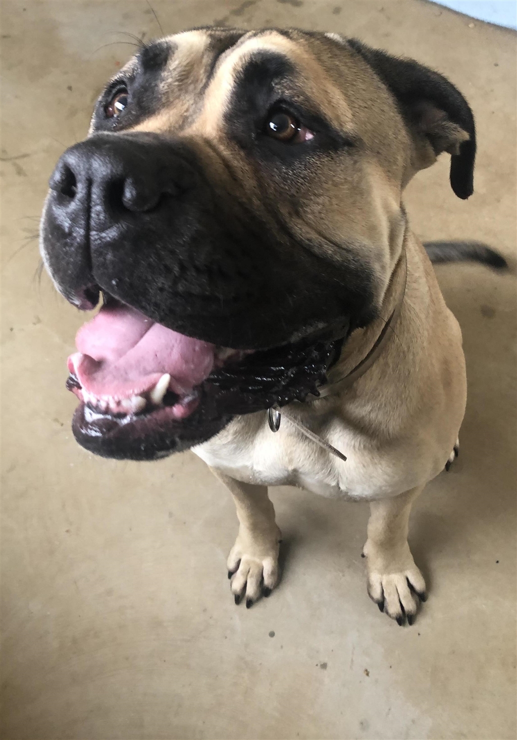 Bullmastiff Mix with American Bulldog