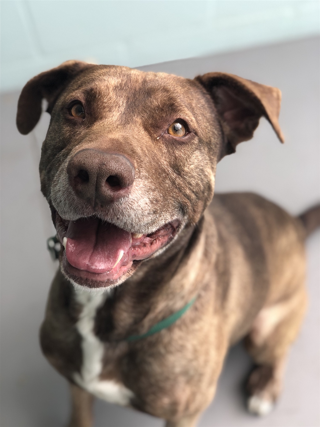 Zuez - Large Male Staffy Mix Dog in WA - PetRescue