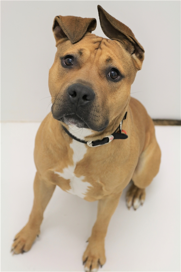 Boof Medium Male Rhodesian Ridgeback x Staffordshire Bull Terrier Mix Dog in NSW PetRescue