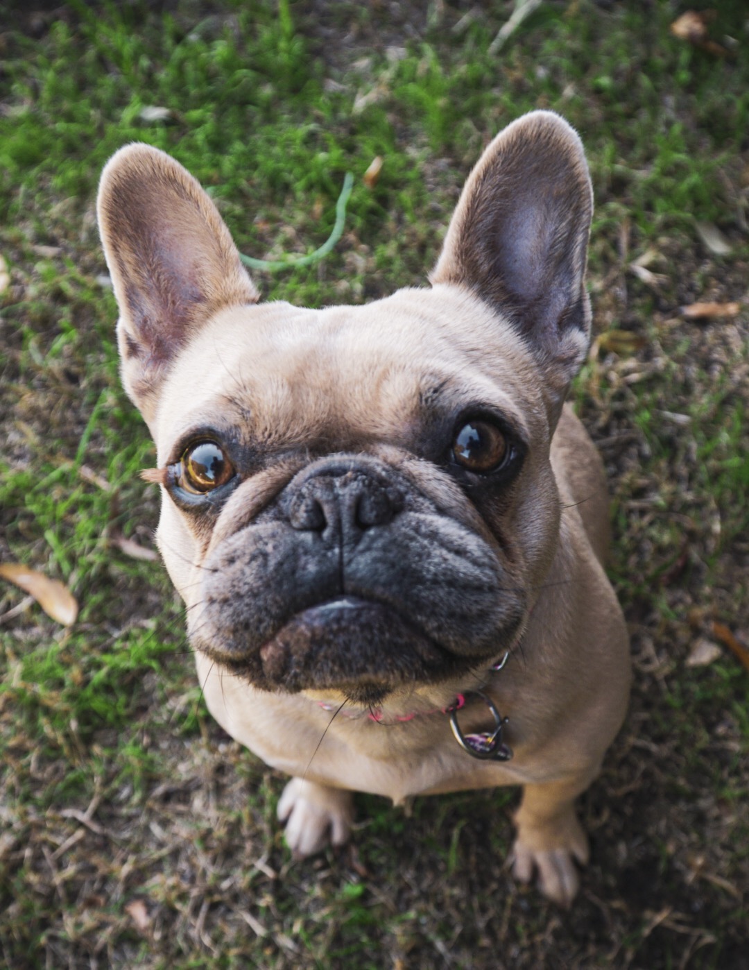 Chevy - Assisted Rehome 💝 - Small Female French Bulldog Dog in NSW ...