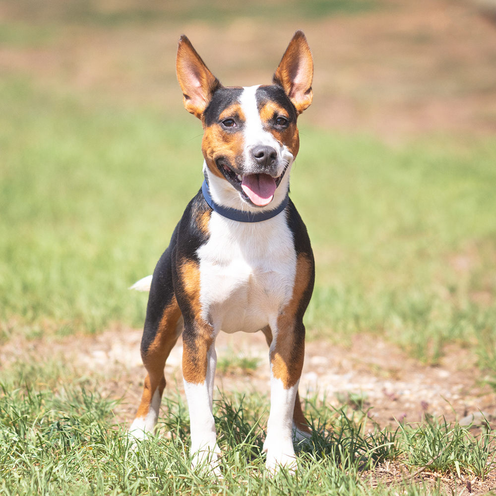 Groot Small Male Jack Russell Terrier x Staffordshire Bull Terrier Dog in VIC PetRescue