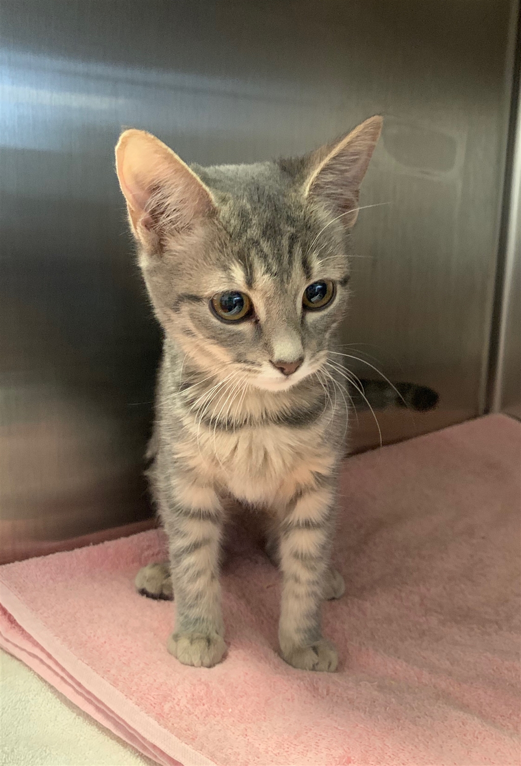 Archie - Female Domestic Short Hair Mix Cat in QLD - PetRescue