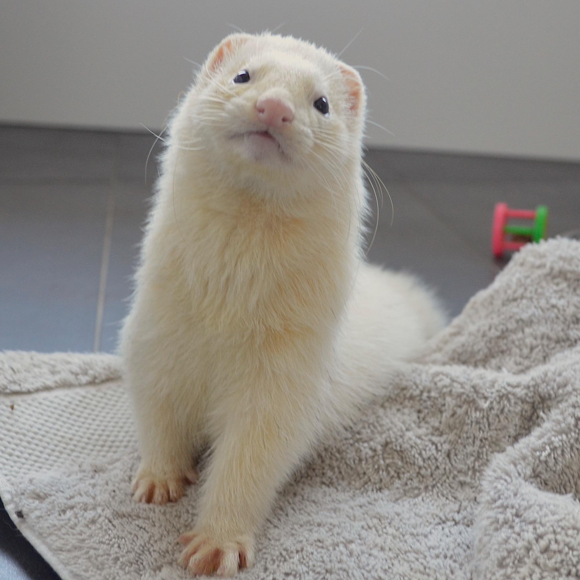 Angelus Male Ferret in NSW PetRescue