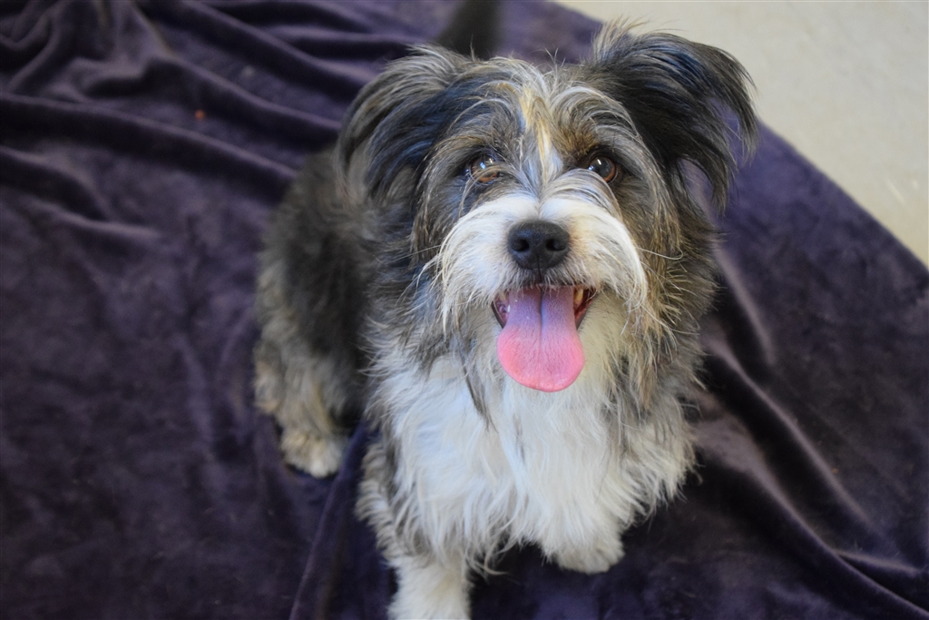 Toby Small Male Shih Tzu x Australian Terrier Mix Dog in QLD PetRescue