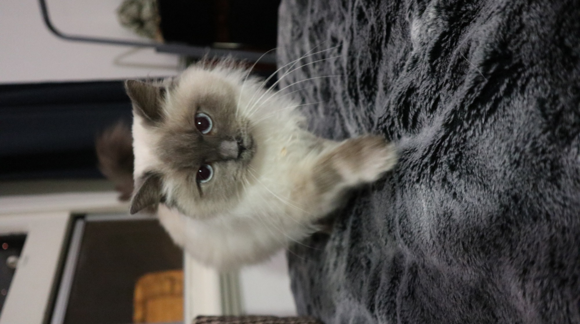 Alaska (Located in Armadale) - Female Ragdoll Cat in VIC - PetRescue