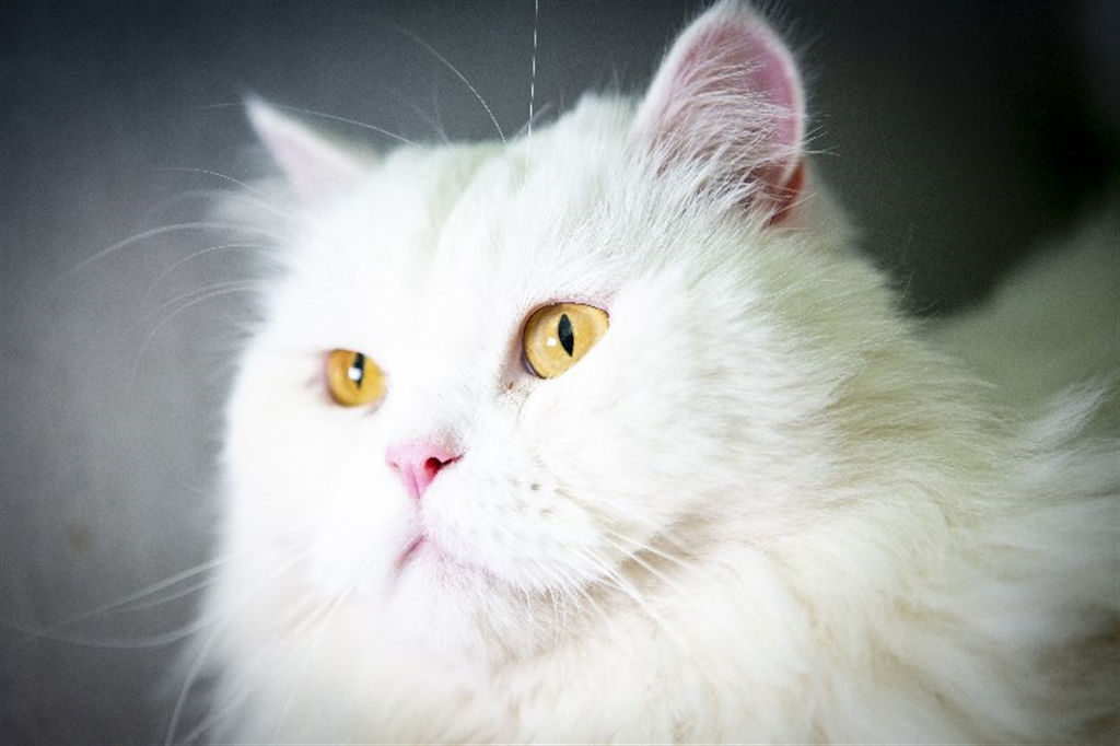 Winter Male Persian Cat in QLD PetRescue