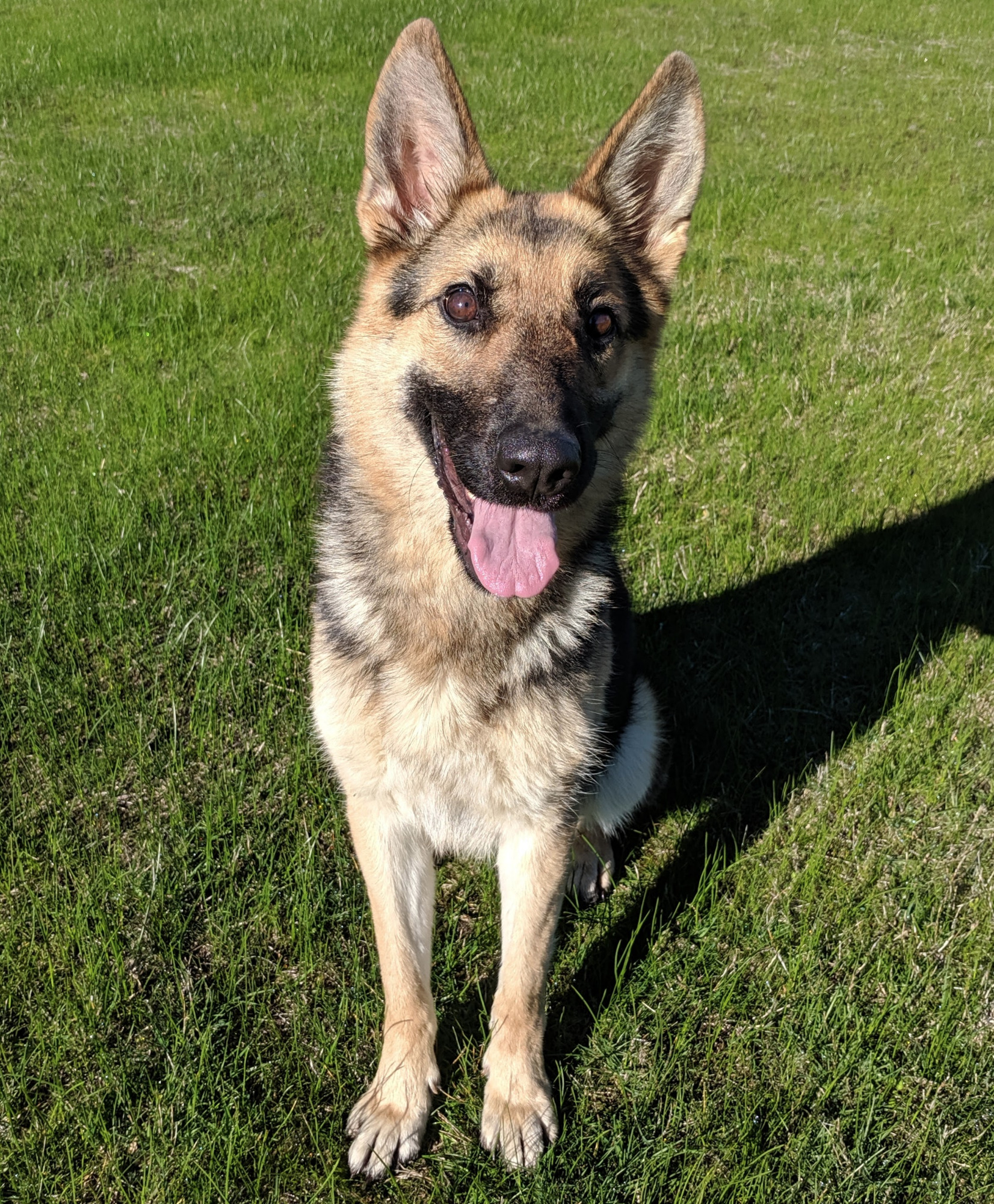 Marley - Large Female German Shepherd Dog in VIC - PetRescue