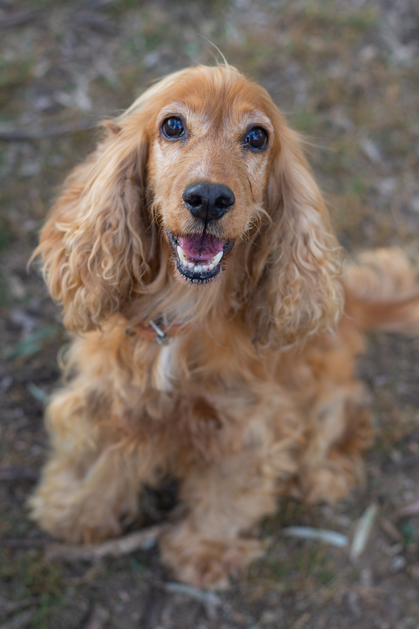 Lady Medium Female Cocker Spaniel Dog