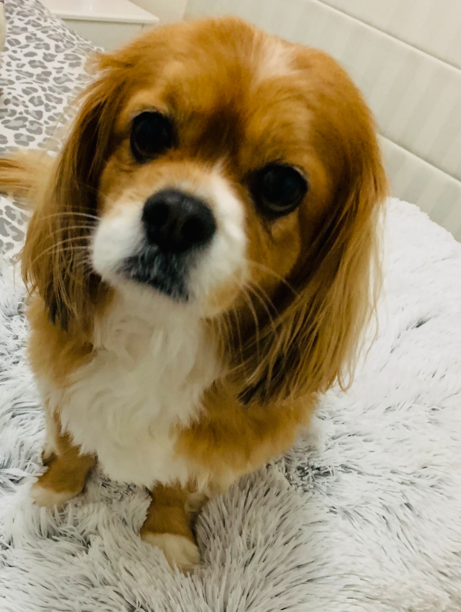 cavalier x tibetan spaniel