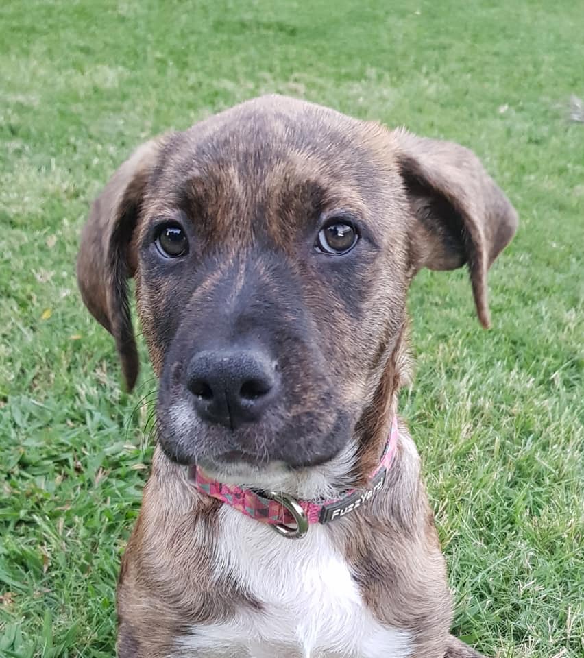 Arab Bull Hound Dog Arab Dog Breed Bull Arab Cross Greyhound Bull