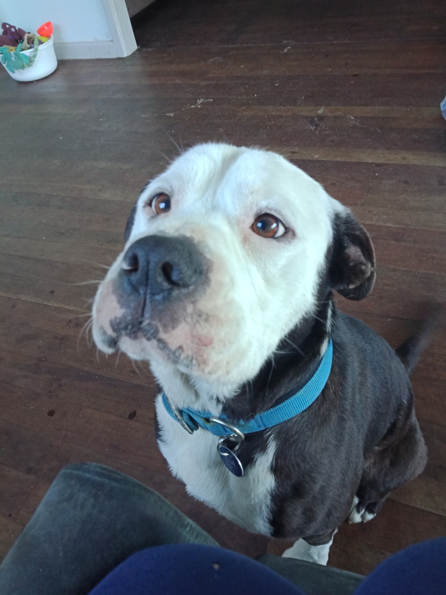 Albany Animal Welfare PetRescue