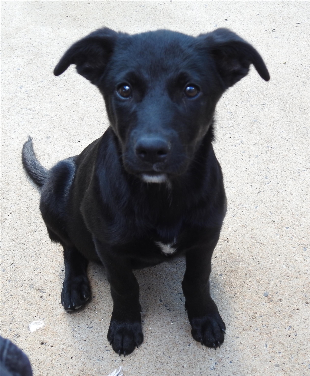 Peedahn Large Female Labrador Retriever x Australian Koolie Mix Dog