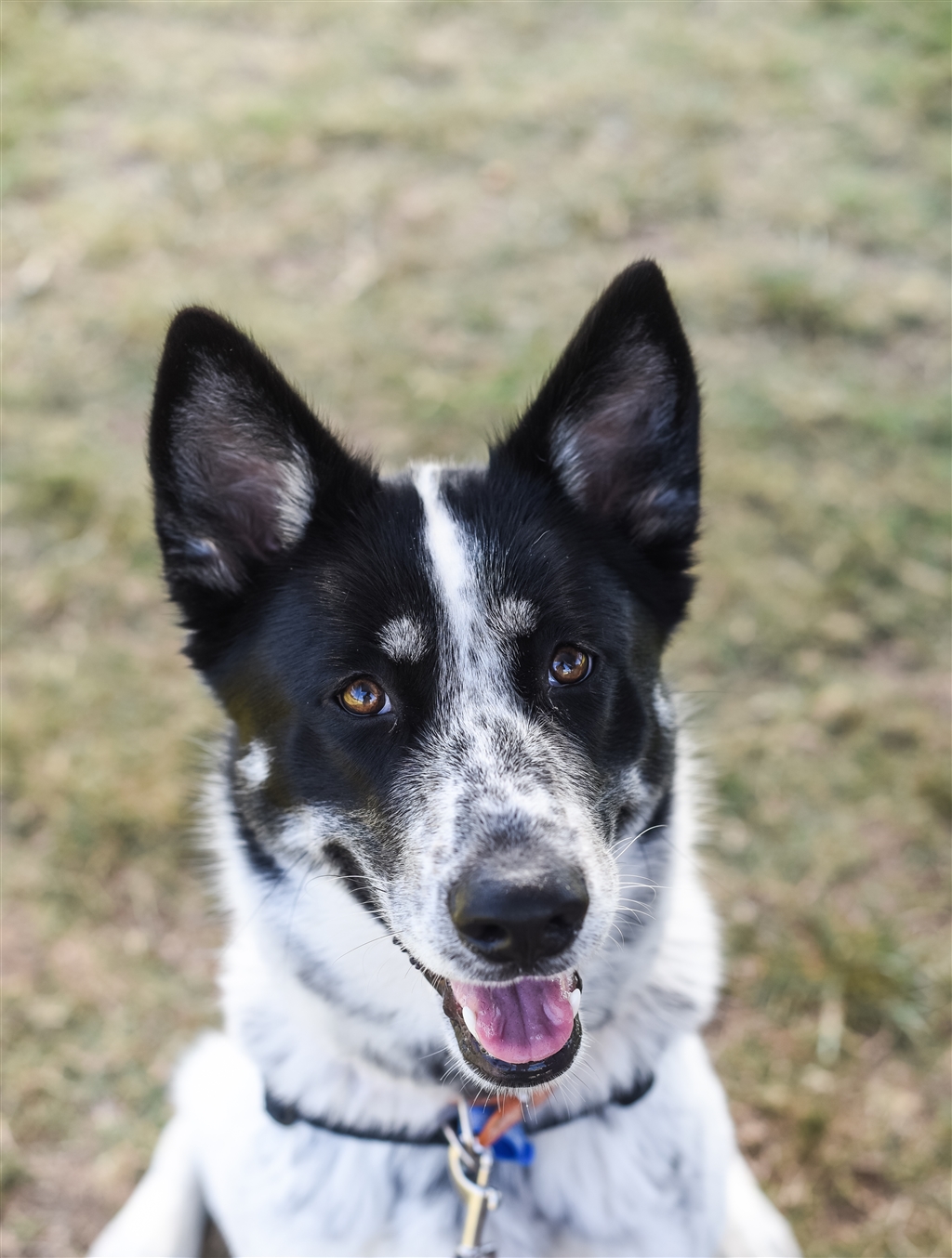 Mavis - Medium Female Australian Cattle Dog x Siberian Husky Mix Dog in QLD - PetRescue