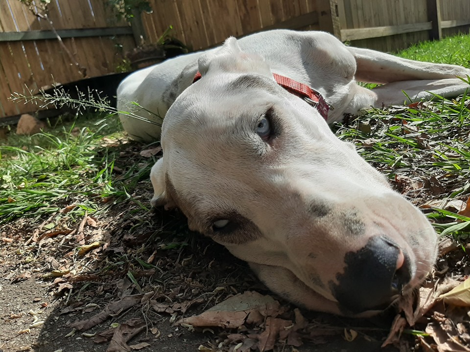 Dizzy - Large Female Great Dane x Greyhound Mix Dog in QLD - PetRescue