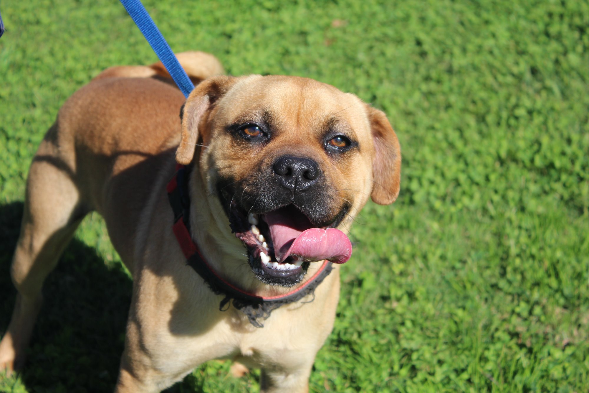 Pugsley - Medium Male Pug x Staffy Mix Dog in NSW - PetRescue