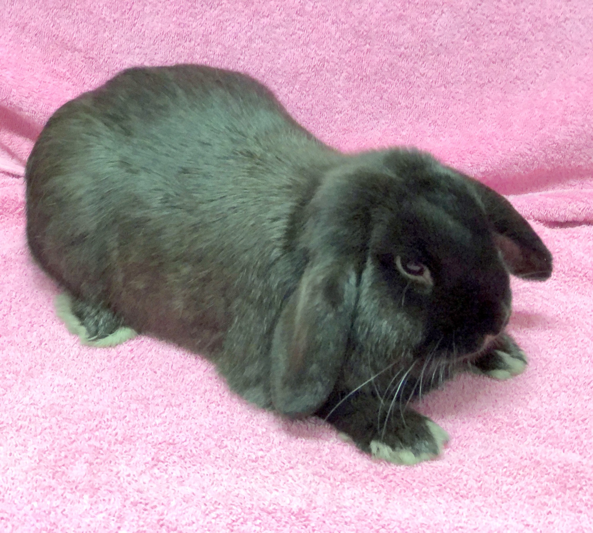Lenny - Male Domestic Rabbit in VIC - PetRescue