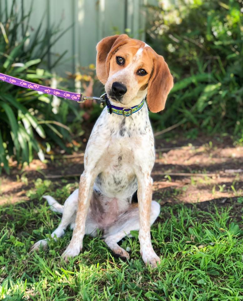 Rosie Medium Female Beagle x Harrier Mix Dog in NSW PetRescue