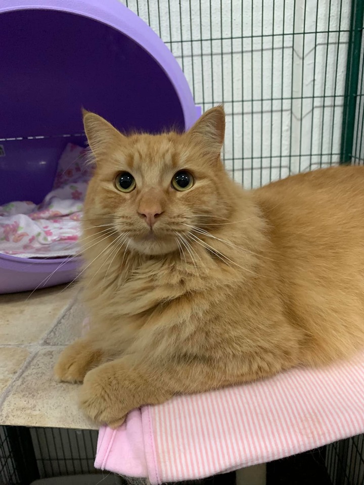 Aslan - Male Norwegian Forest Cat Mix Cat in VIC - PetRescue