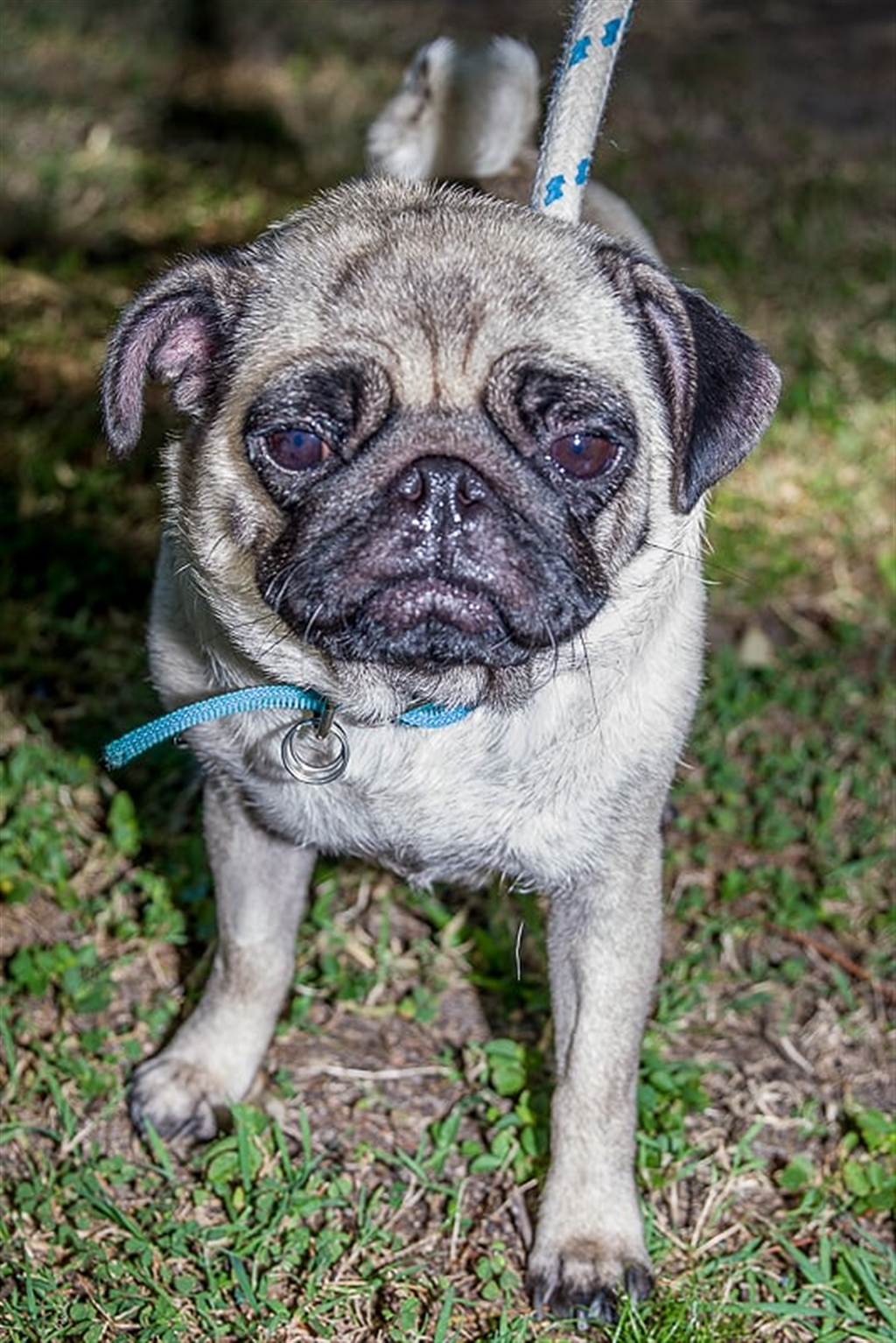 Smug Small Female Pug Dog in QLD PetRescue