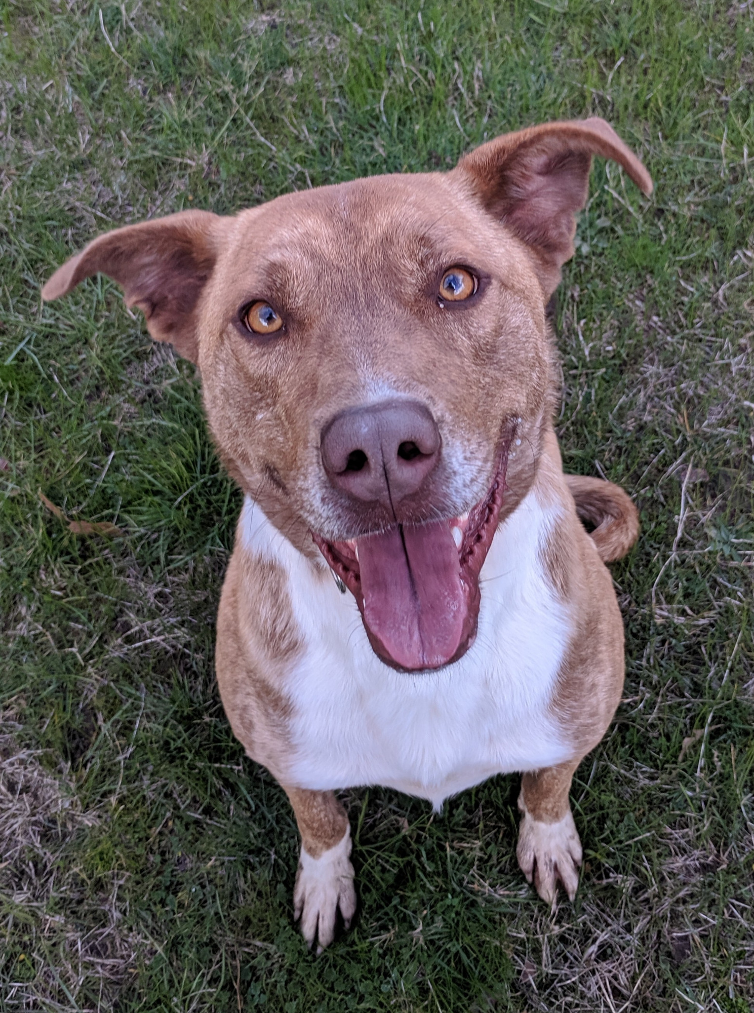 Ballarat Animal Shelter PetRescue