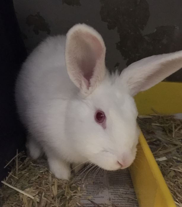 Alice in Bunderland - Female Rex Rabbit in NSW - PetRescue