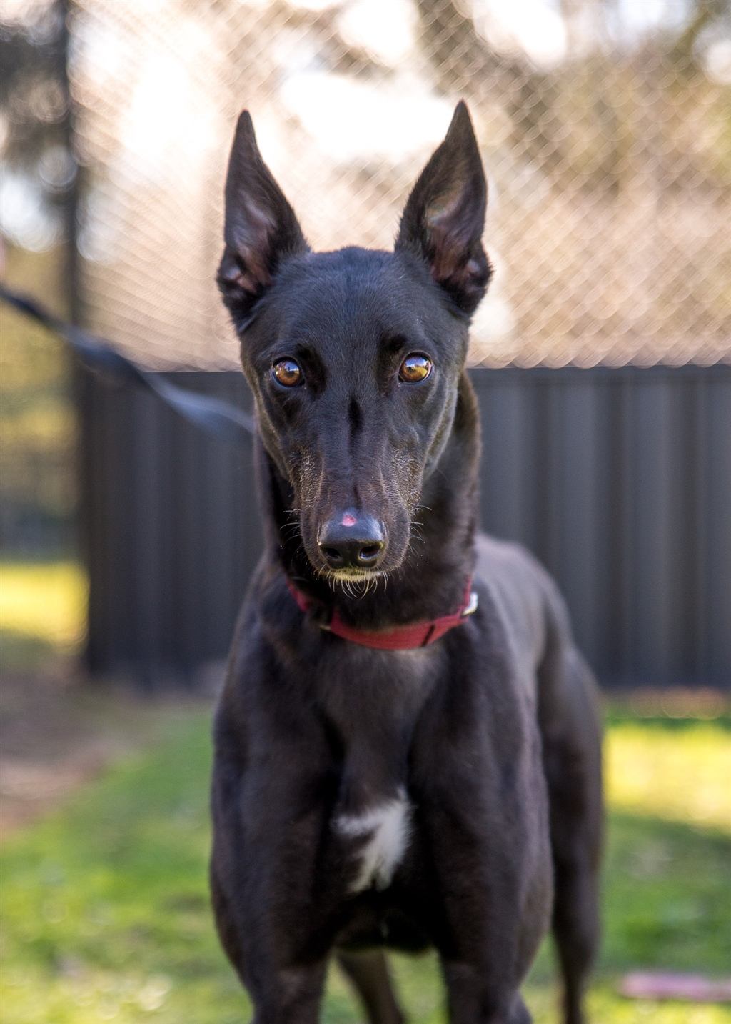 Mitchell - Medium Male Greyhound Mix Dog in NSW - PetRescue