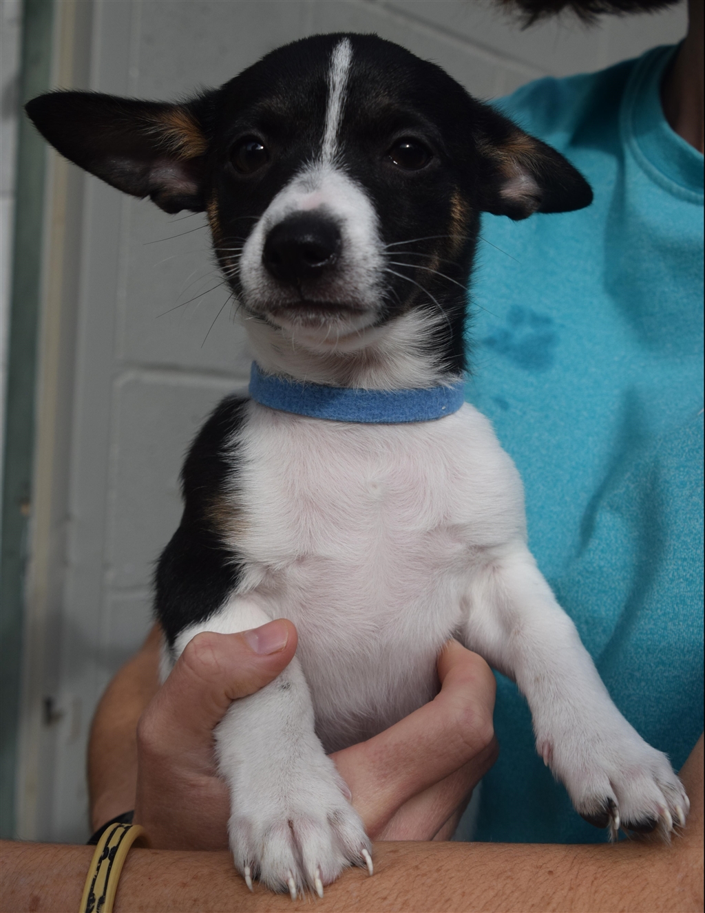 Fido Small Male Chihuahua x Miniature Fox Terrier Mix Dog in QLD PetRescue