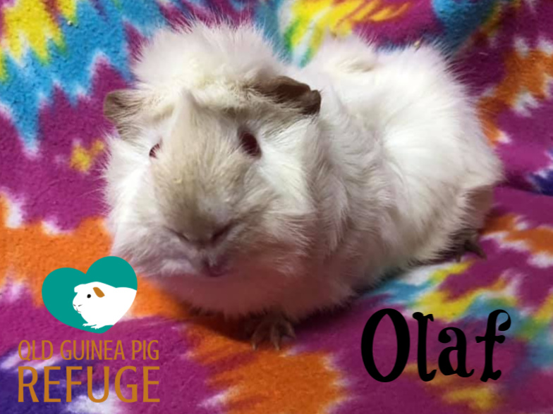 Himalayan abyssinian hotsell guinea pig