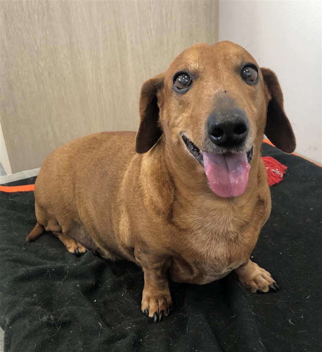 Rufus Small Male Dachshund, Miniature Mix Dog in QLD PetRescue