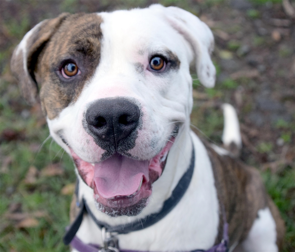 Beau Large Male Boxer x Great Dane Mix Dog in QLD PetRescue
