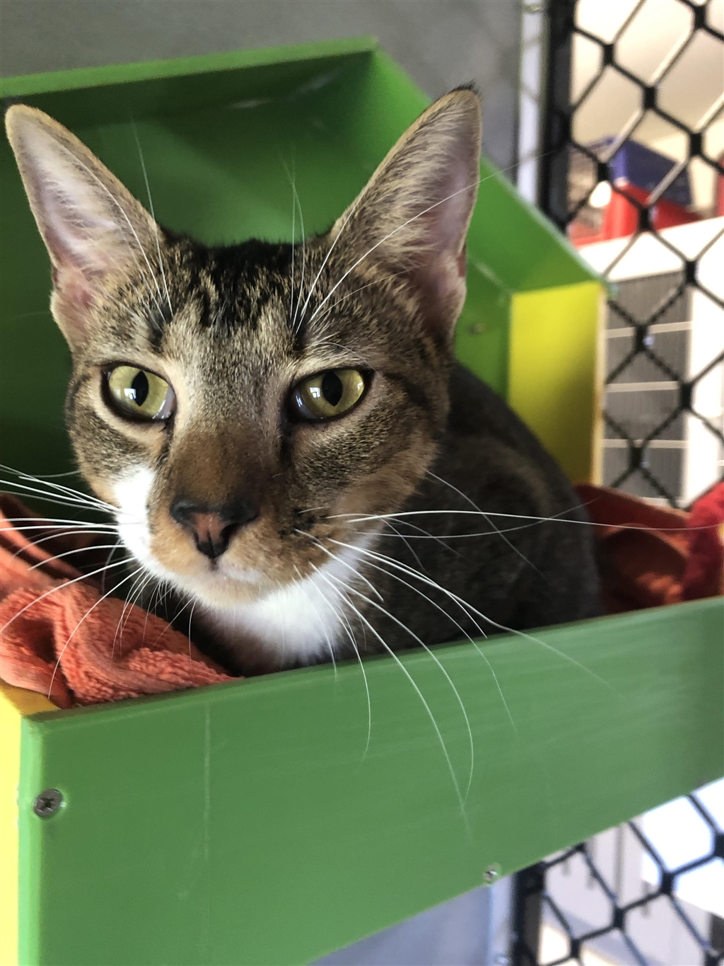 Tabico Male Abyssinian Mix Cat in QLD PetRescue