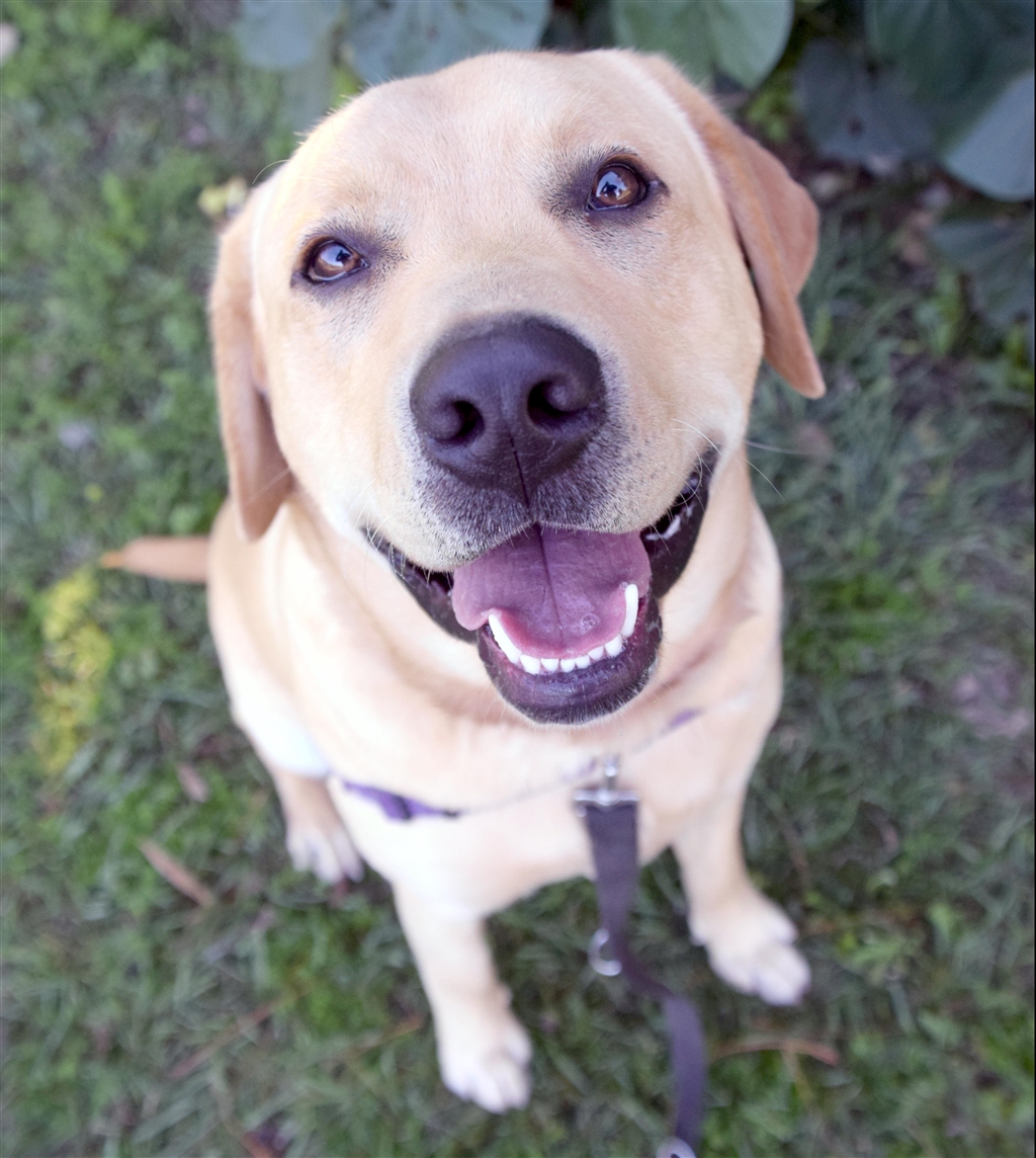 Storm Large Male Labrador Retriever Dog in QLD PetRescue