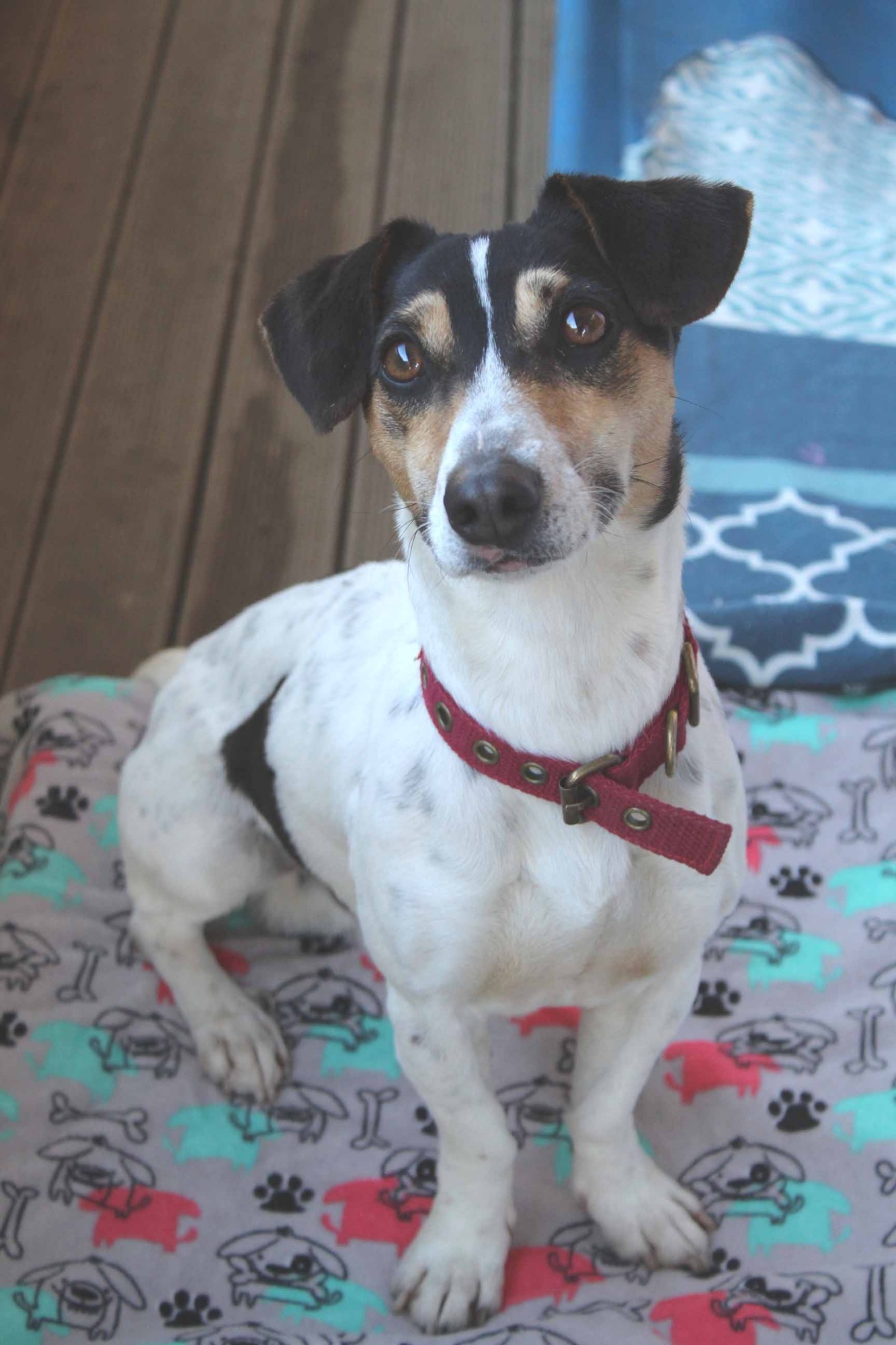 Spike - 8 Year Old Fox Terrier - Small Male Fox Terrier Dog in NSW -  PetRescue