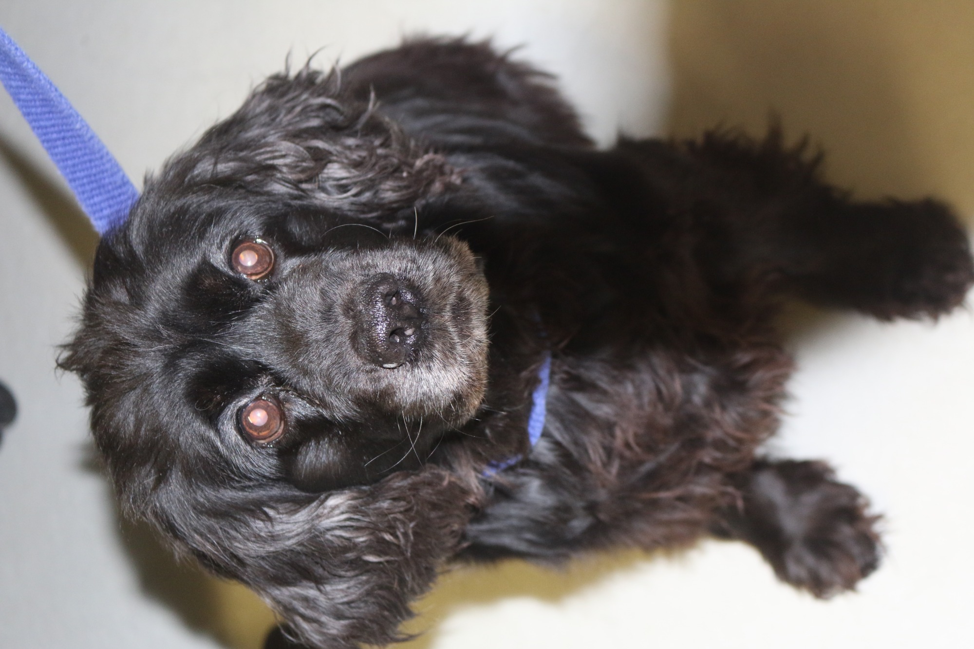 Emma Small Female Cocker Spaniel Dog in NSW PetRescue