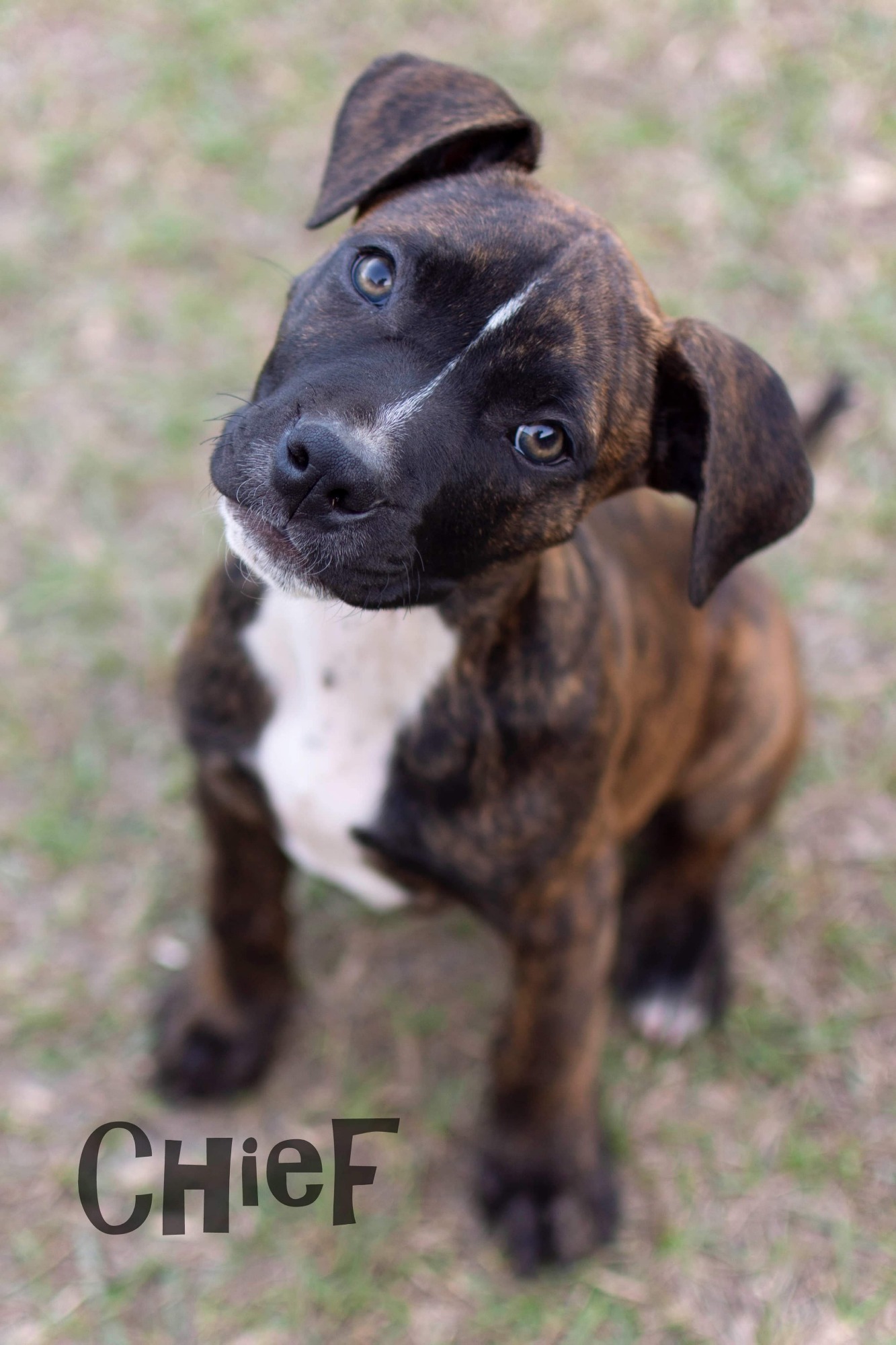 Chief Medium Male Staffy x Mastiff Mix Dog in QLD PetRescue