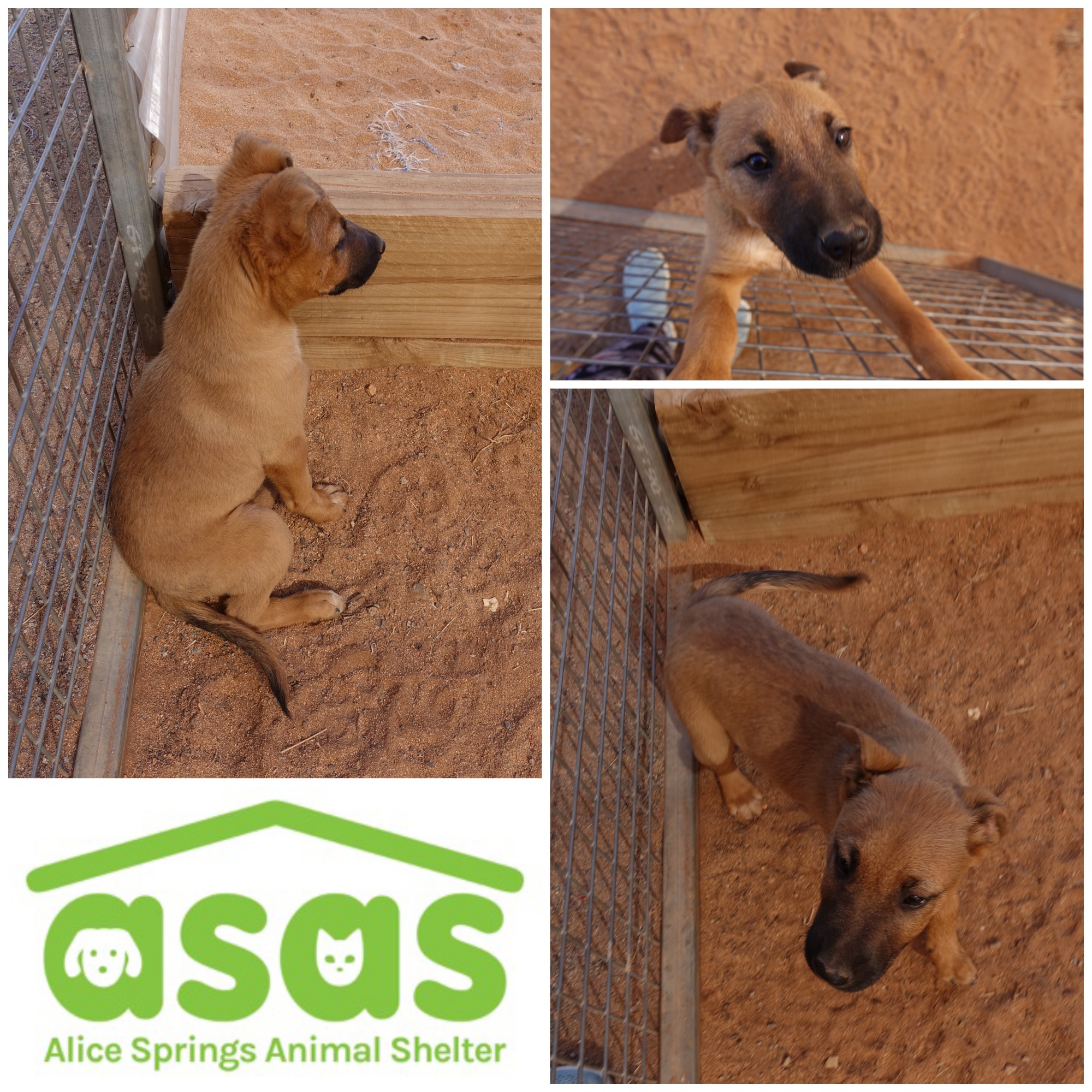 Alice Springs Animal Shelter PetRescue