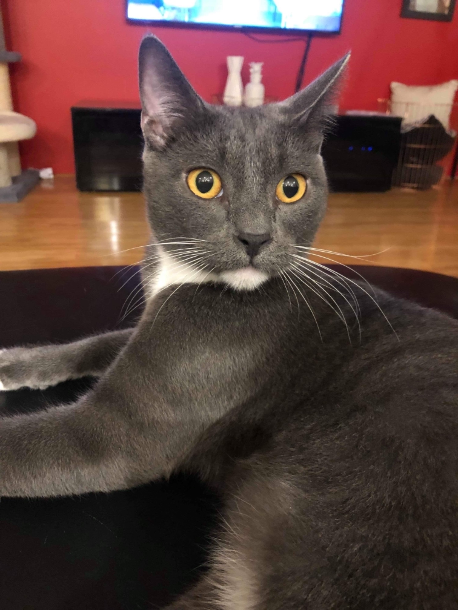 Dominic Male Russian Blue Mix Cat in WA PetRescue