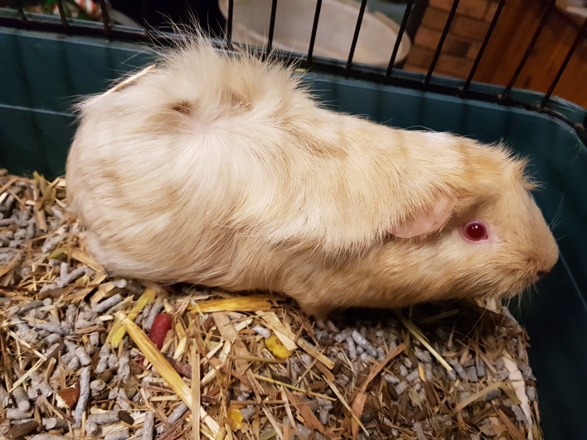 Butterscotch ( buddy of Tash) - Female Short-hair